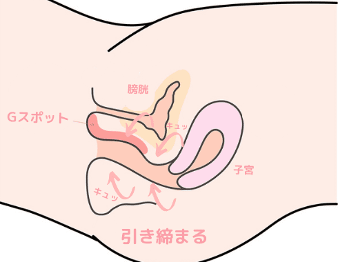 Gスポットと膣トレ